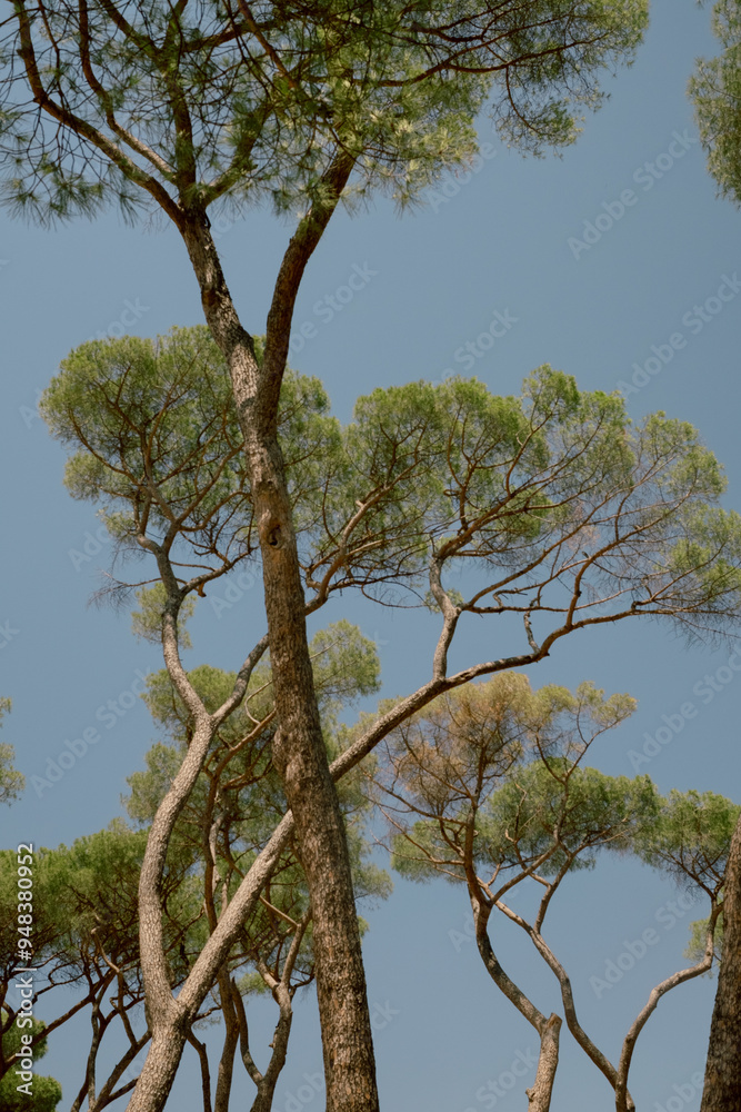 Italian pine canopies against a clear blue sky.