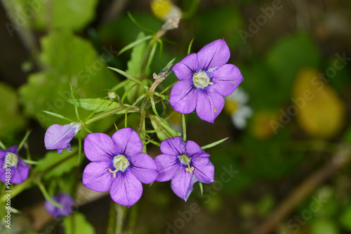 Gemeiner Frauenspiegel,  Venus-Spiegel,  Legousia speculum-veneris L.