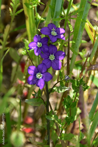 Gemeiner Frauenspiegel,  Venus-Spiegel,  Legousia speculum-veneris L. photo