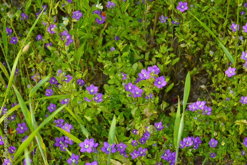 Gemeiner Frauenspiegel,  Venus-Spiegel,  Legousia speculum-veneris L. photo