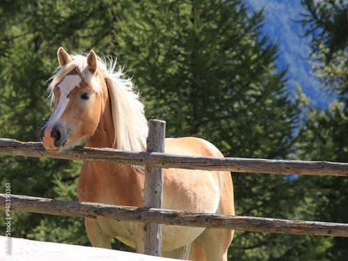 Haflinger