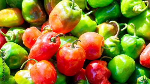 Capsicum chinense (Cabai habanerom, cabai gendol, cabai gendot). The hottest peppers in the world photo