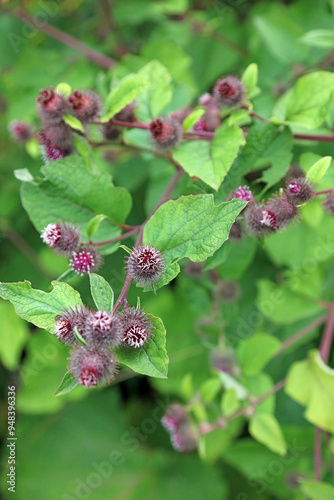 Lesser Burdock flower heads, Derbyshire England 