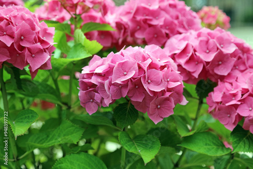 Macro image of pink Hydrangea blooms, Derbyshire England 