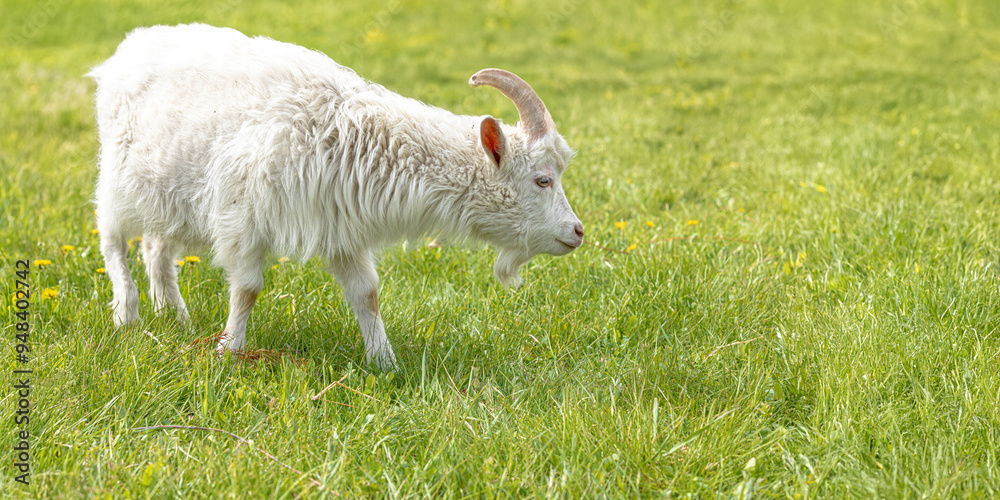 Fototapeta premium Beautiful cute white goat on the farm. Banner, background, illustration, postcard for advertising cattle breeding, agriculture, eco-ranch, veterinary information