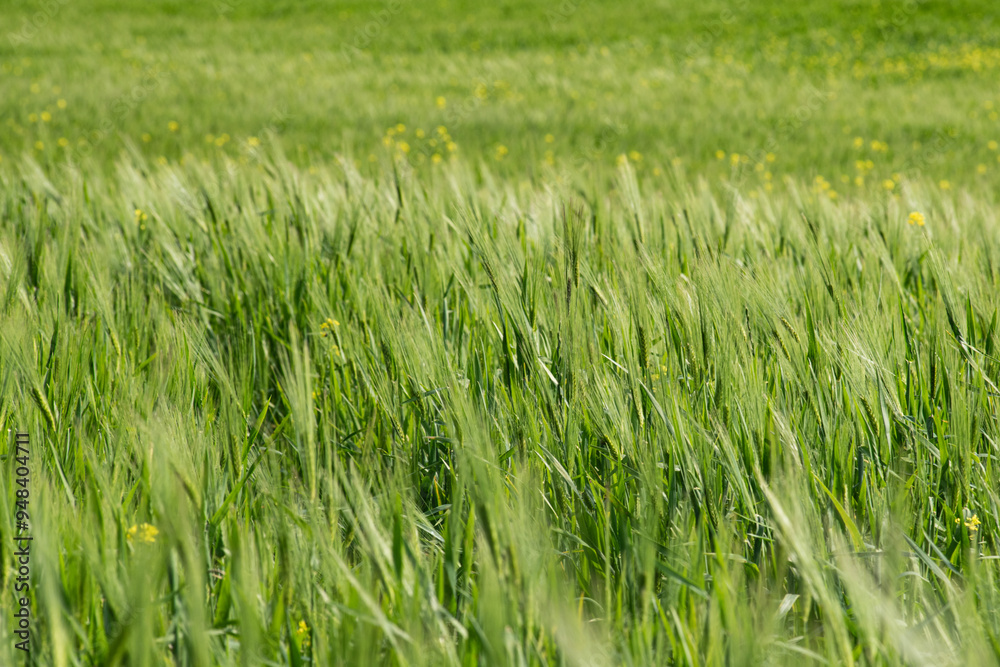 Lush green fields of wheat and colorful blooming flowers in the background. Lush green fields of wheat and colorful blooming flowers in the background.