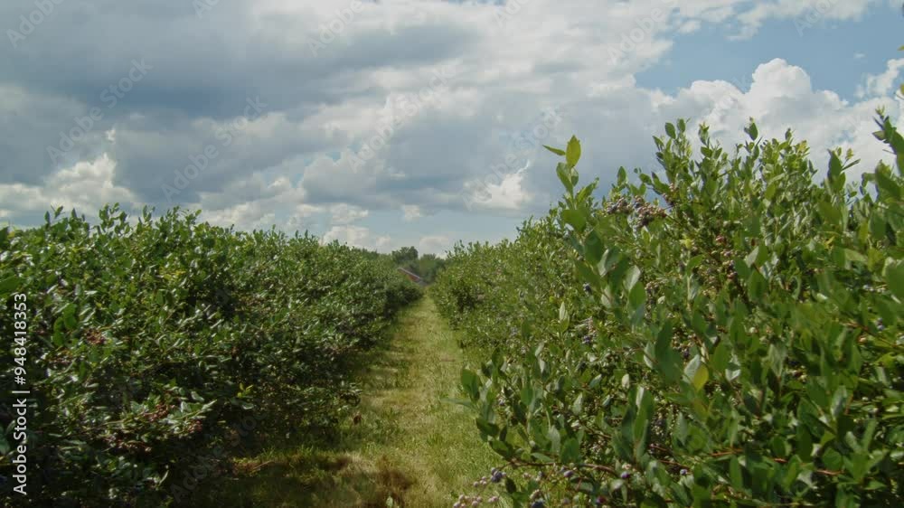 A farm filled with lush blueberry bushes on a bright summer day, ripe and ready for harvest. Fresh organic blueberries growing in a healthy, natural environment. A farm filled with lush blueberry bushes on a bright summer day, ripe and ready for harvest. Fresh organic blueberries growing in a healthy, natural environment.