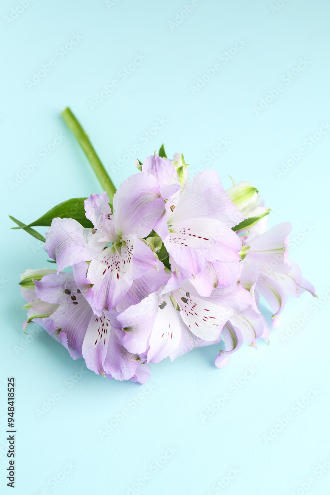 Naklejka premium Beautiful alstroemeria flowers on light blue background