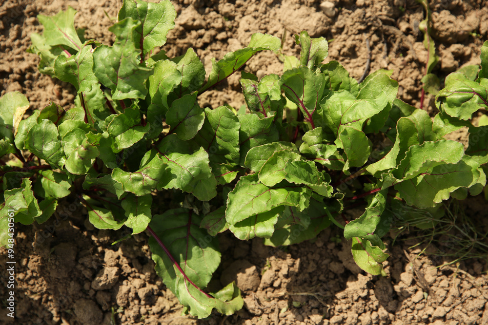 Beetroot plants with green leaves growing in field, above view Beetroot plants with green leaves growing in field, above view