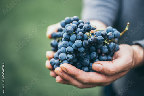 Fresh blue vine grapes in hand. Harvest in the vineyard.