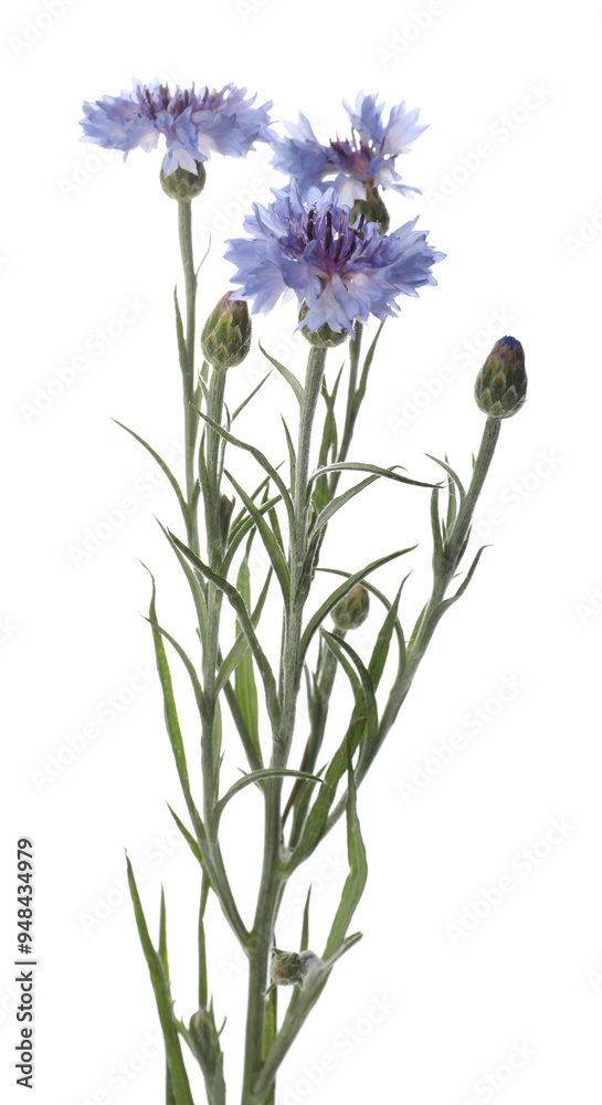 Twig with beautiful cornflowers on white background Twig with beautiful cornflowers on white background