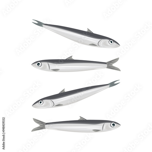 Fresh anchovies vector. Korean Namhae anchovy.