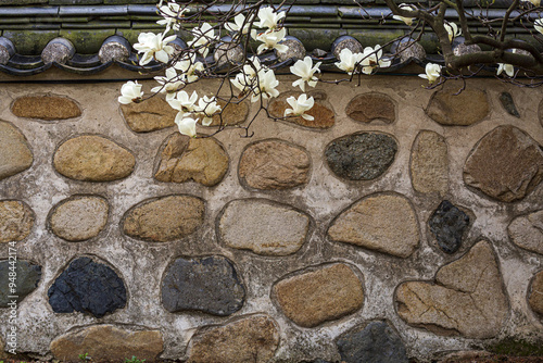 Oreung Tomb, Gyeongju-si, Gyeongsangbuk-do, South Korea - March 29, 2014: Spring view of white magnolia flowers and stone wall with tile roof at Sungdeokjeon Hall photo