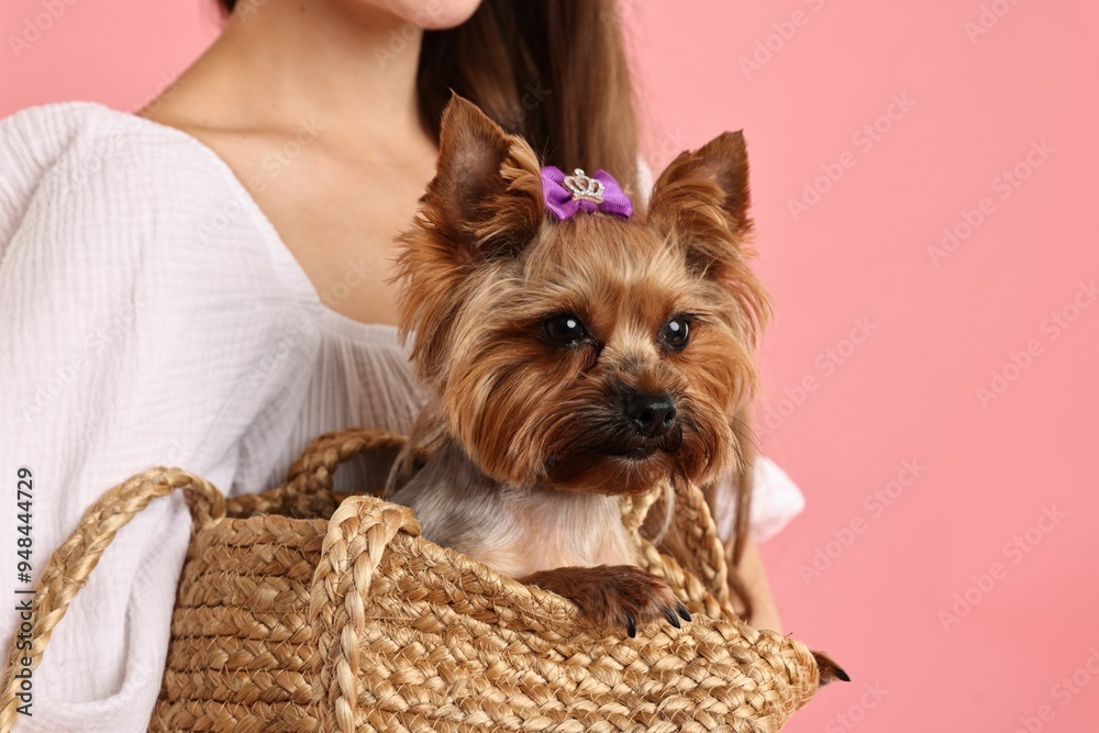 Woman holding wicker bag with cute Yorkshire Terrier dog on pink background, closeup Woman holding wicker bag with cute Yorkshire Terrier dog on pink background, closeup