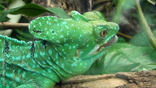 Old male plumed basilisk (Basiliscus plumifrons) in the jungle