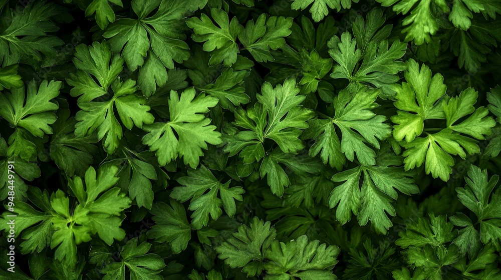 Background from growing parsley background, close-up. Background from growing parsley background, close-up.