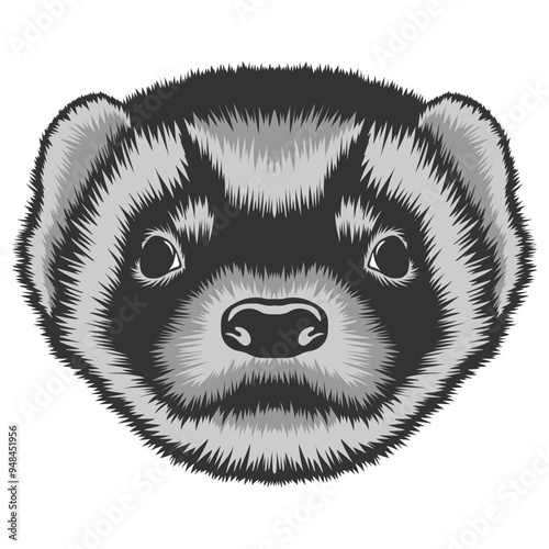 Ferret