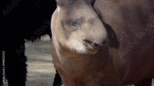 South American tapir (Tapirus terrestris) eating in captivity