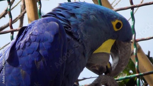 Hyacinth macaw (Anodorhynchus hyacinthinus) in an aviary, close-up photo