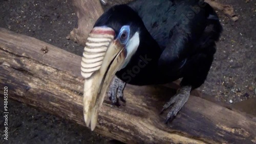 Blyth's hornbill (Rhyticeros plicatus) visited by a zookeeper in captivity photo