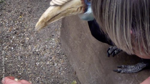 Blyth's hornbill (Rhyticeros plicatus) hand fed by a zookeeper in captivity photo