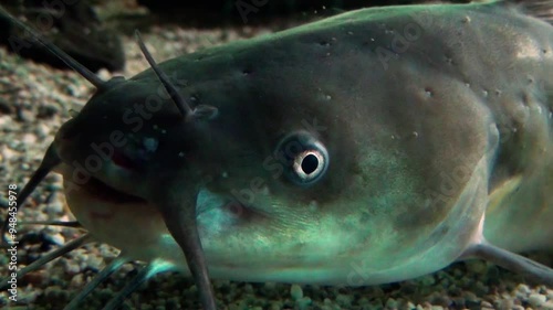 Black bullhead (Ameiurus melas) catfish head close-up