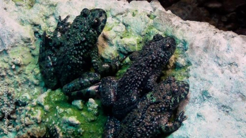 Oriental fire-bellied toads (Bombina orientalis) on a rock photo