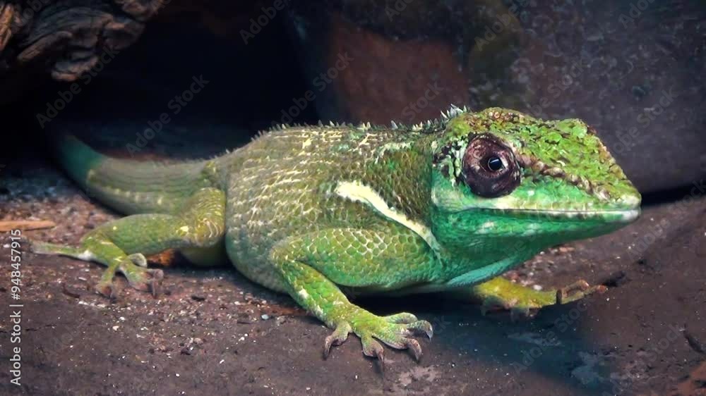 Beautiful large male knight anole (Anolis equestris)