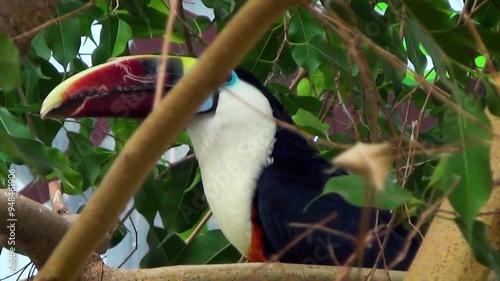 White-throated toucan (Ramphastos tucanus) on a tree in a tropical house