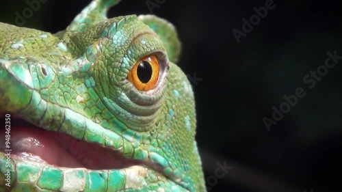 Plumed basilisk (Basiliscus plumifrons), large male basking in beautiful sunshine, head and eye close-up photo