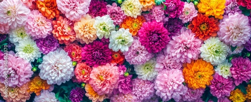 Beautiful flower wall background featuring red, orange, pink, purple, green, and white chrysanthemum flowers , for wedding decoration.