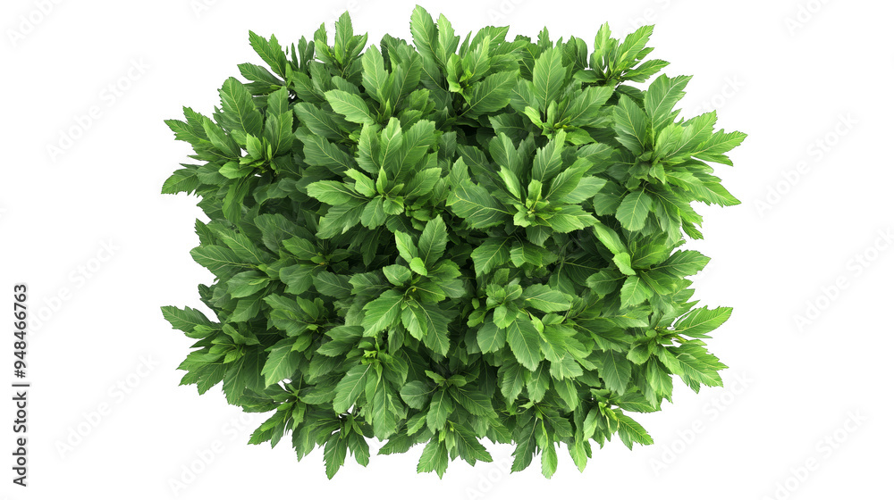 Obraz premium Lush green foliage creating a vibrant and natural design element for various applications including backgrounds and landscaping.