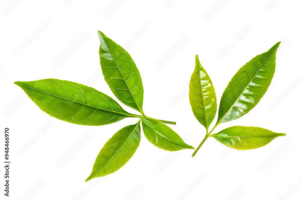 fresh green tea leaf isolated on transparent background
fresh green tea leaf isolated on transparent background