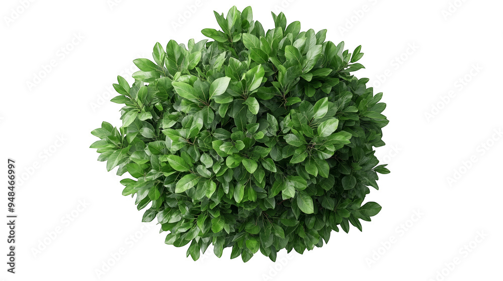 Obraz premium A vibrant green shrub with lush foliage, perfect for adding natural beauty to any landscape or garden setting.