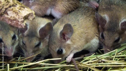 Cairo spiny mice (Acomys cahirinus) huddling together