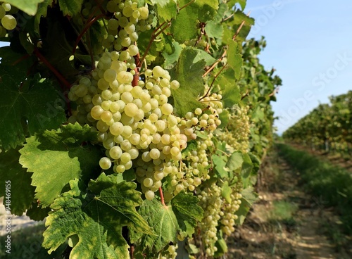 Wallpaper Mural Row of vineyard full of ripe Glera grape on vine. It is the variety of grape from which Prosecco is produced. Torontodigital.ca