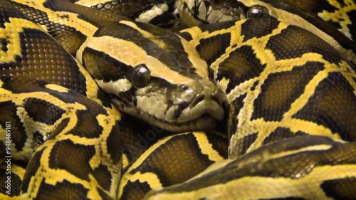Young ball pythons (Python regius) curled up together, close-up
