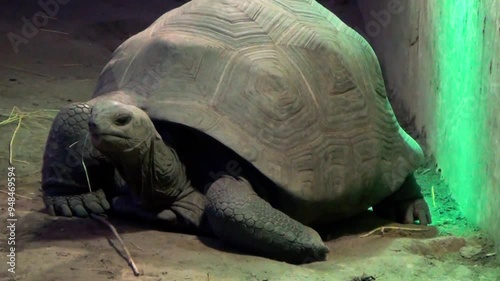 Aldabra giant tortoise (Aldabrachelys gigantea) in captivity photo