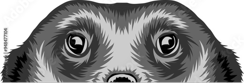 Mongoose Face Peeking Color