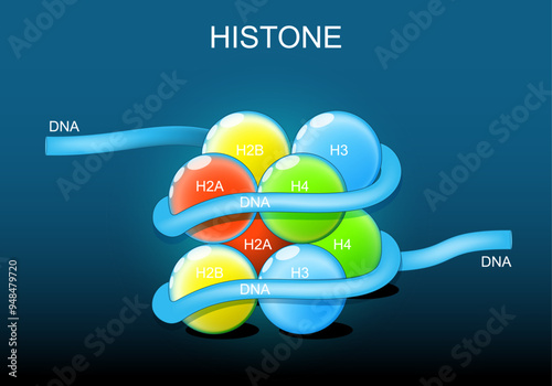 Histone structure