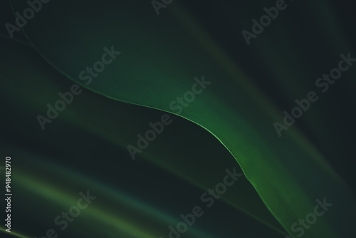 Dark green leaf texture, Natural green leaves using as nature background wallpaper or tropical leaf cover page photo