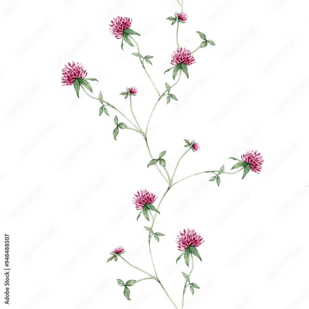 Seamless banner with watercolor hand drawn botanical illustration with meadow wild plant red clover (trifolium). Border with purple flowers and leaves isolated on white background. Seamless banner with watercolor hand drawn botanical illustration with meadow wild plant red clover (trifolium). Border with purple flowers and leaves isolated on white background.