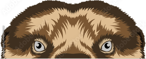 Otter Face Peeking Color