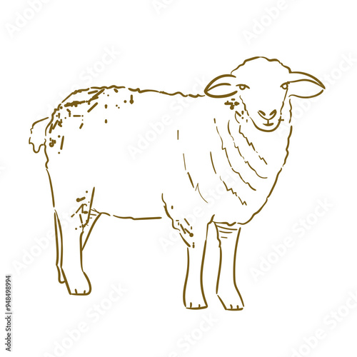 Farm Animal Sheep