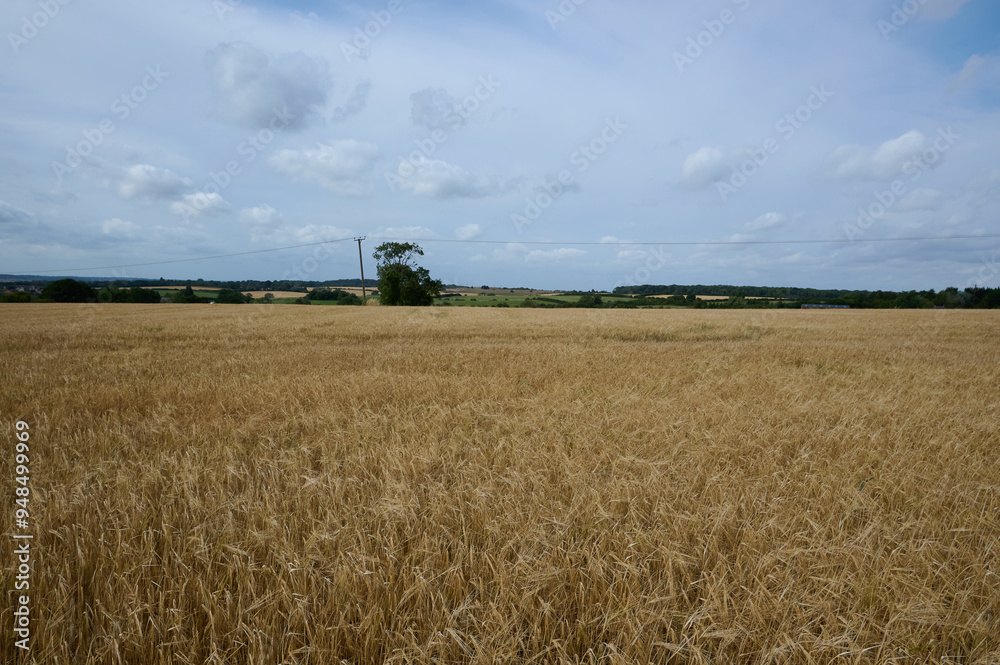 Fototapeta premium View over a wheat field with single telegraph pole