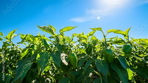 72. **A field of green peppers growing on the vine with a bright blue sky.