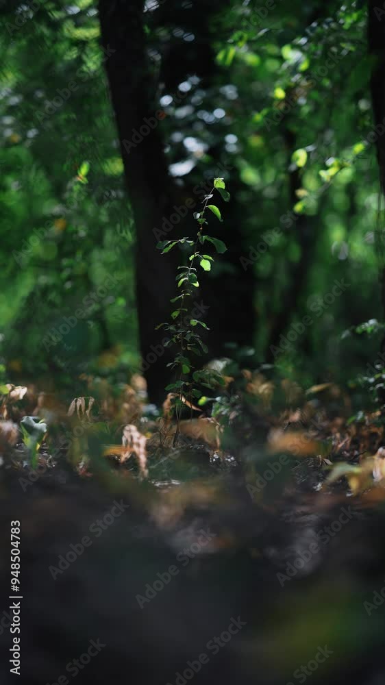 A cinematic view of a waving tree sprout. Dense mountain forest. Green leaves. Sounds of nature. Summer weather. Active leisure. A light breeze. Ant angle. A cover of old dry leaves. Sunlight. A cinematic view of a waving tree sprout. Dense mountain forest. Green leaves. Sounds of nature. Summer weather. Active leisure. A light breeze. Ant angle. A cover of old dry leaves. Sunlight.