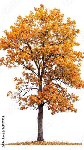 An oak tree full of golden colored leaves isolated on a white background.