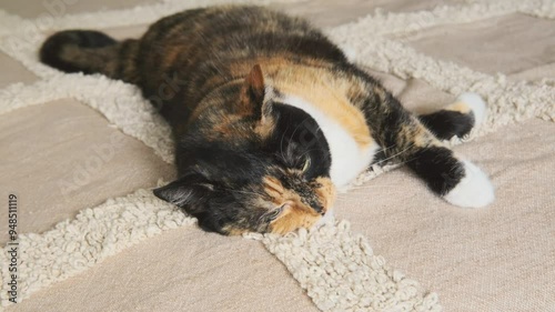 beautiful brown tricolor domestic cat on bed, kneading paws, alternately clenching and unclenching to reveal its claws, love for animals, keeping pets photo