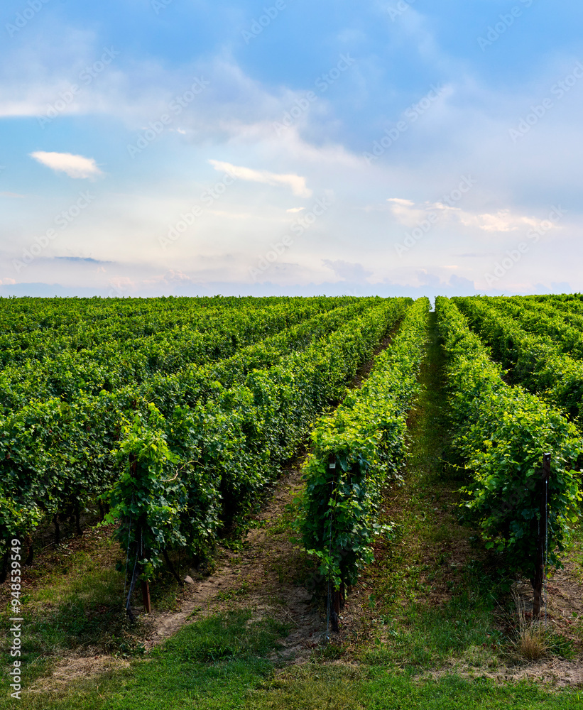 Vineyard rows stretch under a clear sky in mid-summer, Bardolino, Verona, Italy Vineyard rows stretch under a clear sky in mid-summer, Bardolino, Verona, Italy